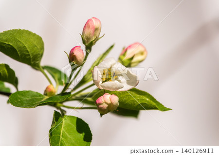 White blossoming apple trees in the sunset light. Spring season, spring colors. White blossoming apple trees in the sunset light. Spring season, spring colors. 140126911