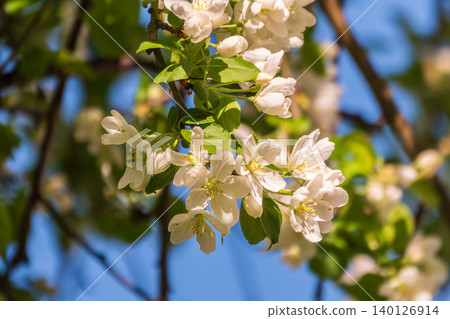 White blossoming apple trees in the sunset light. Spring season, spring colors. 140126914