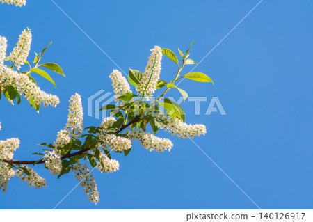 White flowers blooming bird cherry. Close-up of a Flowering Prunus padus Tree with White Little Blossoms 140126917