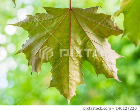 Spring branches of maple tree with fresh green leaves. Acer saccharinum, silver maple Spring branches of maple tree with fresh green leaves. Acer saccharinum, silver maple 140127220