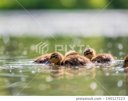 Cute little duckling swimming alone in a lake or river with calm water Cute little duckling swimming alone in a lake or river with calm water 140127223