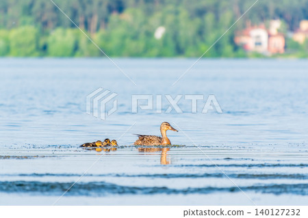 A family of ducks, a duck and its little ducklings are swimming in the water. The duck takes care of its newborn ducklings. Mallard, lat. Anas platyrhynchos A family of ducks, a duck and its little ducklings are swimming in the water. The duck takes care of its newborn ducklings. Mallard, lat. Anas platyrhynchos 140127232