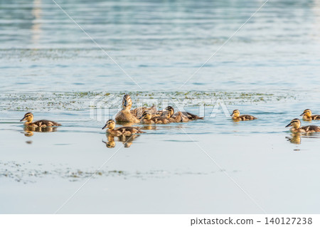 A family of ducks, a duck and its little ducklings are swimming in the water. The duck takes care of its newborn ducklings. Mallard, lat. Anas platyrhynchos A family of ducks, a duck and its little ducklings are swimming in the water. The duck takes care of its newborn ducklings. Mallard, lat. Anas platyrhynchos 140127238