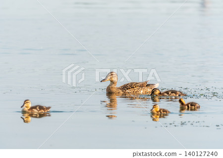A family of ducks, a duck and its little ducklings are swimming in the water. The duck takes care of its newborn ducklings. Mallard, lat. Anas platyrhynchos A family of ducks, a duck and its little ducklings are swimming in the water. The duck takes care of its newborn ducklings. Mallard, lat. Anas platyrhynchos 140127240