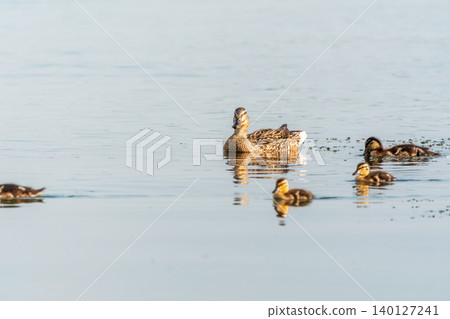 A family of ducks, a duck and its little ducklings are swimming in the water. The duck takes care of its newborn ducklings. Mallard, lat. Anas platyrhynchos A family of ducks, a duck and its little ducklings are swimming in the water. The duck takes care of its newborn ducklings. Mallard, lat. Anas platyrhynchos 140127241