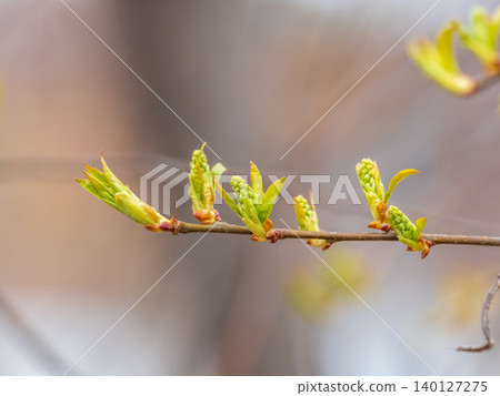 Green bushes with young leaves in the sunset Green bushes with young leaves in the sunset 140127275