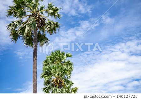 Tropical palm tree rising toward blue sky with fruit and white clouds, highlighting warm sunshine, lush foliage, and relaxing atmosphere of a summer island environment. Peaceful paradise landscape. Tropical palm tree rising toward blue sky with fruit and white clouds, highlighting warm sunshine, lush foliage, and relaxing atmosphere of a summer island environment. Peaceful paradise landscape. 140127723