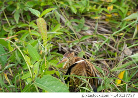 Injured wild bird lying in roadside grass after car accident with broken leg, unable to walk or fly, symbolizing vulnerability and the urgent need for wildlife rescue and conservation. 140127757