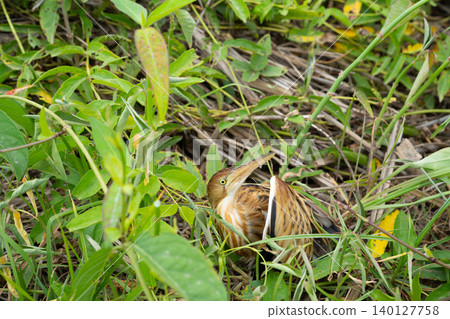 Injured wild bird lying in roadside grass after car accident with broken leg, unable to walk or fly, symbolizing vulnerability and the urgent need for wildlife rescue and conservation. 140127758