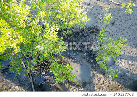 Mangrove forest roots in coastal wetland acting as a natural carbon sink, supporting carbon capture, climate change mitigation, ecosystem resilience, and sustainable environmental conservation. Mangrove forest roots in coastal wetland acting as a natural carbon sink, supporting carbon capture, climate change mitigation, ecosystem resilience, and sustainable environmental conservation. 140127768