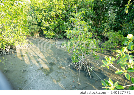 Mangrove forest growing on coastal wetland soil at low tide, acting as a natural carbon sink that absorbs carbon dioxide, protects shorelines and supports biodiversity in tropical climate ecosystem. Mangrove forest growing on coastal wetland soil at low tide, acting as a natural carbon sink that absorbs carbon dioxide, protects shorelines and supports biodiversity in tropical climate ecosystem. 140127771