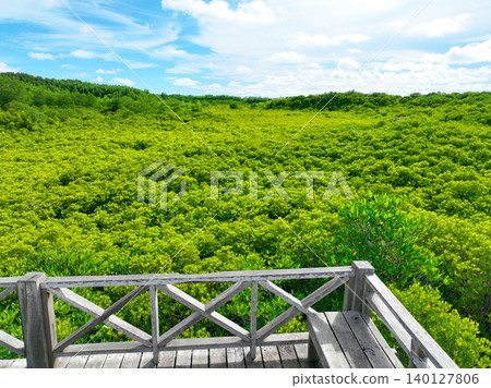Lush green mangrove forest. Carbon sequestration and blue carbon ecosystem services. Mangrove tree capture CO2. Critical for mitigating climate change impacts, habitat protection for marine species. Lush green mangrove forest. Carbon sequestration and blue carbon ecosystem services. Mangrove tree capture CO2. Critical for mitigating climate change impacts, habitat protection for marine species. 140127806