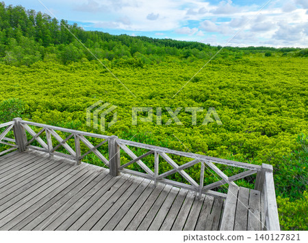 Lush green mangrove forest with wooden bridges for nature trails, promoting ecotourism and showcasing carbon capture benefits. Vital for mitigating climate change and protecting coastal ecosystems. Lush green mangrove forest with wooden bridges for nature trails, promoting ecotourism and showcasing carbon capture benefits. Vital for mitigating climate change and protecting coastal ecosystems. 140127821