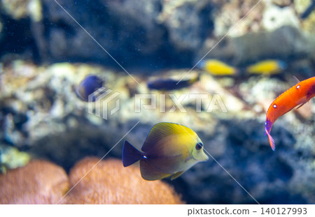 Exotic colorful fish species swimming gracefully in pristine aquatic environment with vibrant coral backdrop photographed in tropical aquarium setting for marine conservation education purposes 140127993