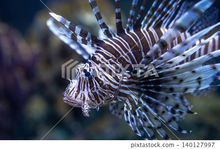 Venomous lionfish displaying vibrant striped pattern while swimming near coral reef formations. Tropical marine environment for nature publications. Exotic predatory lionfish. Marine conservation. 140127997