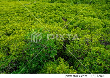 Green mangrove forest. Natural carbon sink and climate solution for corporations investing in blue carbon credits and environmental sustainability. Mangrove ecosystem. Climate change mitigation. Green mangrove forest. Natural carbon sink and climate solution for corporations investing in blue carbon credits and environmental sustainability. Mangrove ecosystem. Climate change mitigation. 140128009