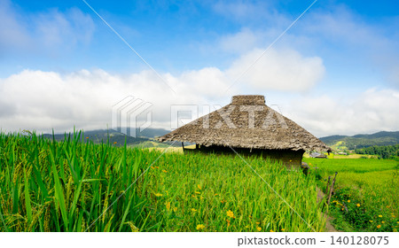 Traditional thatched roof house in Asian rice field under blue sky. Beauty of rural farming life, green environment, and serene countryside landscape. Traditional living. Eco-friendly farming. Traditional thatched roof house in Asian rice field under blue sky. Beauty of rural farming life, green environment, and serene countryside landscape. Traditional living. Eco-friendly farming. 140128075