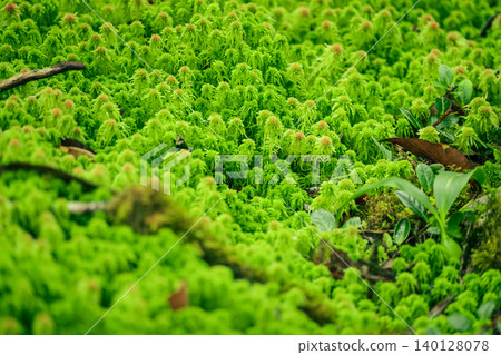 Sphagnum moss in swamp forest. Nature landscape. Green peat moss. Carbon sequestration. Moss conservation. Moss ecology. Peatland carbon storage. Sphagnum habitat. Reservoir of forest. Sustainability. Sphagnum moss in swamp forest. Nature landscape. Green peat moss. Carbon sequestration. Moss conservation. Moss ecology. Peatland carbon storage. Sphagnum habitat. Reservoir of forest. Sustainability. 140128078