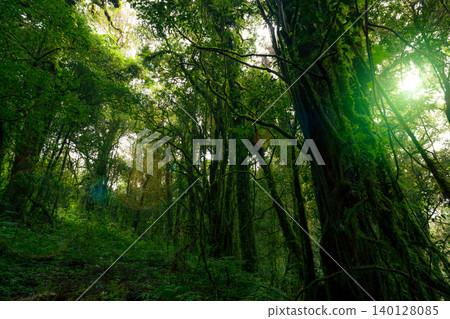 Looking up view of tree trunk to green leaves of tree in forest with sun light. Fresh environment in green woods. Forest tree on sunny day. Natural carbon capture. Sustainable conservation and ecology Looking up view of tree trunk to green leaves of tree in forest with sun light. Fresh environment in green woods. Forest tree on sunny day. Natural carbon capture. Sustainable conservation and ecology 140128085