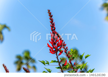 Red flowers in tropical country Red flowers in tropical country 140128190