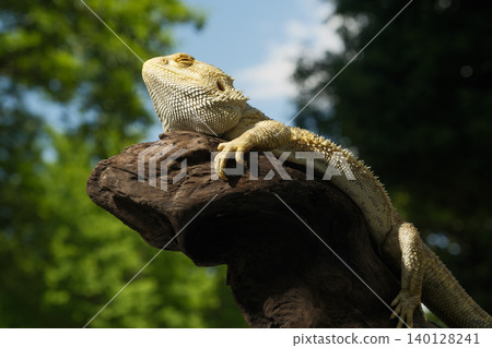 Hoop bearded lizard Hoop bearded lizard 140128241