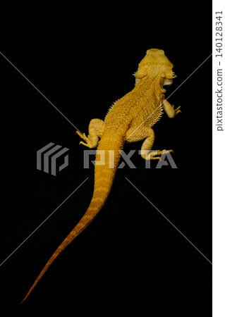 Hoop bearded lizard Hoop bearded lizard 140128341