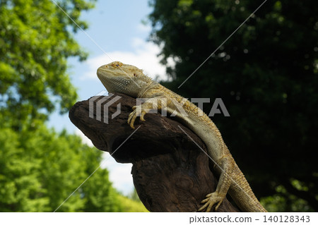 Hoop bearded lizard Hoop bearded lizard 140128343