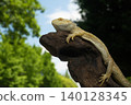 Hoop bearded lizard 140128345
