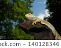Hoop bearded lizard 140128346