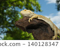 Hoop bearded lizard 140128347