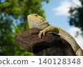 Hoop bearded lizard 140128348