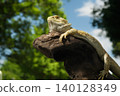 Hoop bearded lizard 140128349