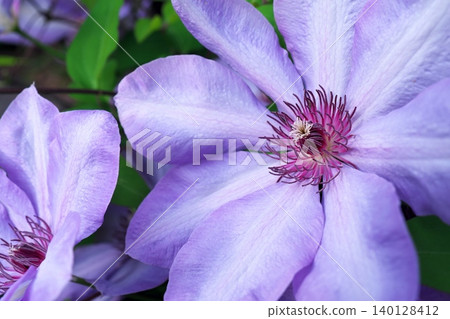 Clematis flower Clematis flower 140128412