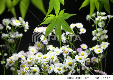 Erigeron annuus flower background material 140128557