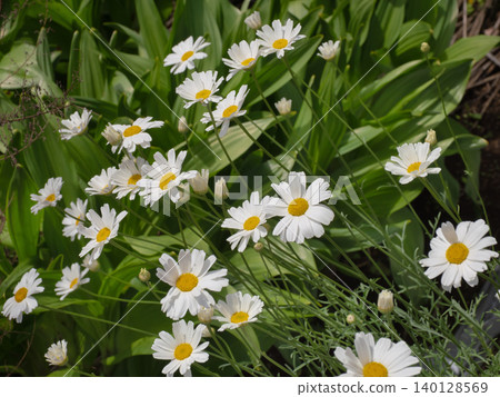White-flowered chrysanthemum White-flowered chrysanthemum 140128569