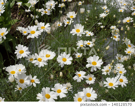 White-flowered chrysanthemum White-flowered chrysanthemum 140128570