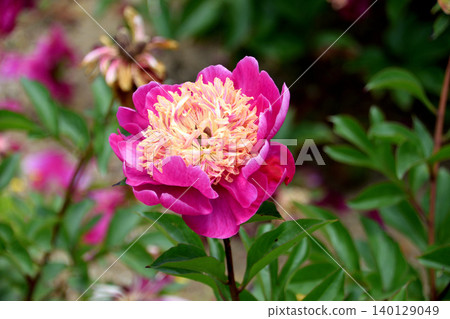 Peony A La Carte, Part 1 140129049