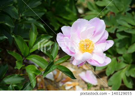 Peony A La Carte, Part 1 Peony A La Carte, Part 1 140129055