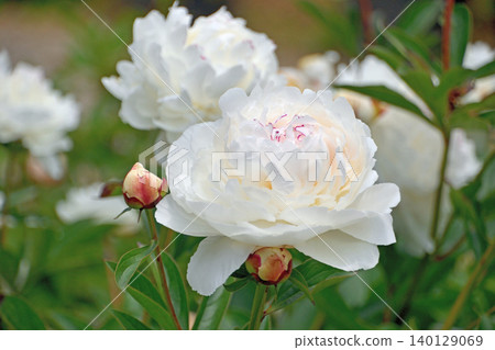 Peony A La Carte, Part 1 Peony A La Carte, Part 1 140129069