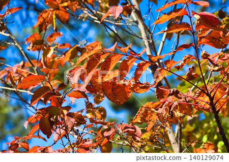 Kusatsu Onsen, Nishinokawara Park: Beautiful autumn foliage (Kusatsu Town, Agatsuma District, Gunma Prefecture) 140129074