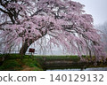 "Hōsui no Sakura" (cherry blossoms in Hōsui) enveloped in morning mist (Matsukawa-machi, Fukushima City, Fukushima Prefecture, April) 140129132