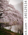 "Hōsui no Sakura" (cherry blossoms in Hōsui) enveloped in morning mist (Matsukawa-machi, Fukushima City, Fukushima Prefecture, April) 140129134