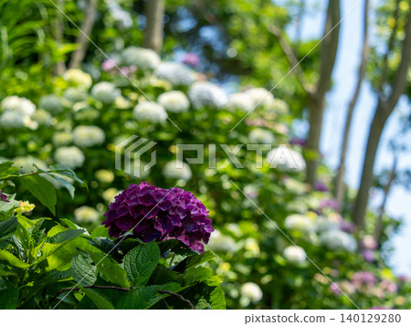 紫色繡球花和綠色的花園景觀 紫色繡球花和綠色的花園景觀 140129280