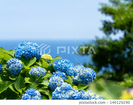 Blue hydrangeas and the seascape Blue hydrangeas and the seascape 140129290