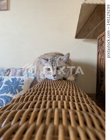 A white tabby cat is lying on the back of a rattan sofa. A white tabby cat is lying on the back of a rattan sofa. 140129299