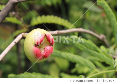 Syzygium samarangense fruit plant on nursery Syzygium samarangense fruit plant on nursery 140129397
