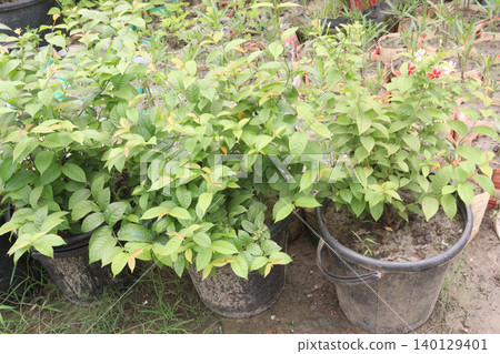 Combretum indicum flower tree plant on pot in farm 140129401
