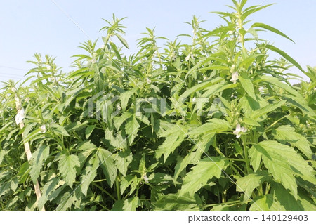 Sesamum tree plant on farm Sesamum tree plant on farm 140129403