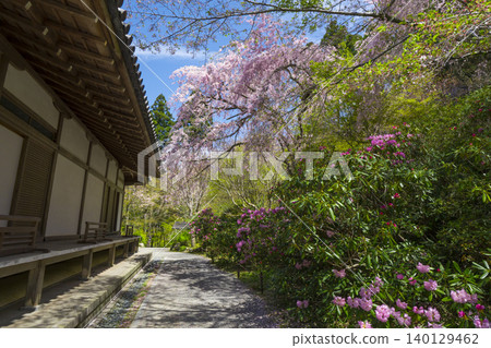 京都大原三千院：櫻花與杜鵑花 140129462