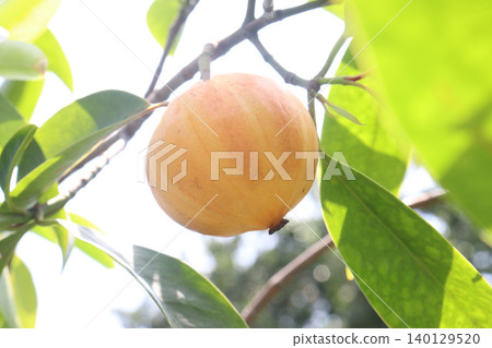 Garcinia cambogia is a tropical fruit plant on farm Garcinia cambogia is a tropical fruit plant on farm 140129520